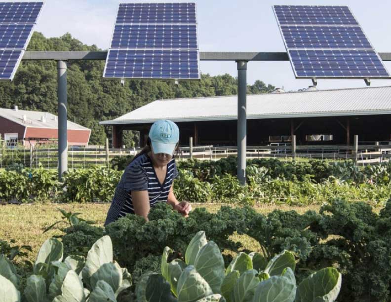 Energía solar y alimentos: esta es la manera de tener las dos cosas en el mismo sitio