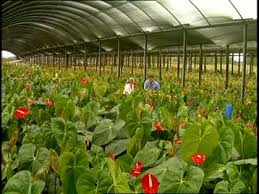 FLORES COLOMBIANAS AMIGABLES CON EL MEDIO AMBIENTE