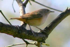 ILUMINACIÓN NOCTURNA EFICIENTE EVITARÍA 80 PORCIENTO DE MORTALIDAD EN AVES MIGRATORIAS