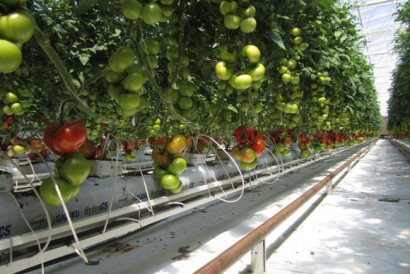 CULTIVANDO TOMATES EN EL DESIERTO GRACIAS A LA ENERGÍA SOLAR