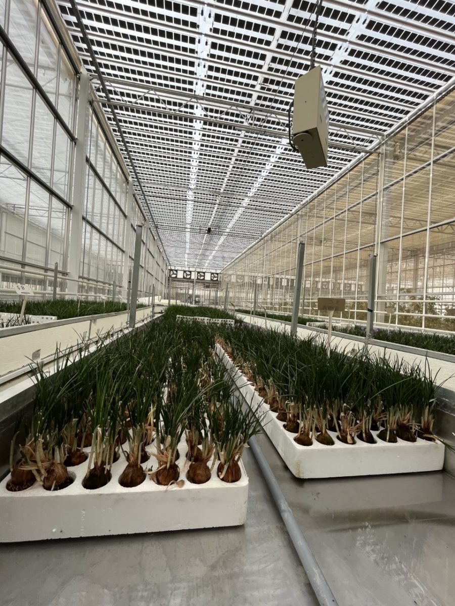 Pantallas de sombra fotovoltaica para invernaderos, agrovoltaicos