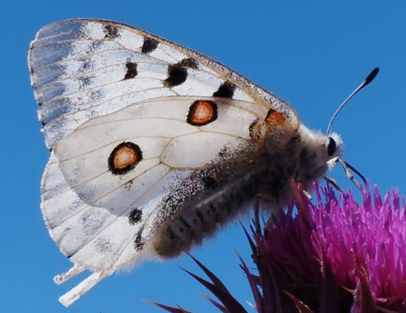 El impacto de las energías renovables en la biodiversidad