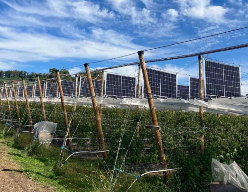 Frambuesas y energía solar: una estrategia agrovoltaica