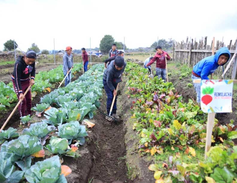 El gobierno busca irrigar tierras gracias a pozos y energía solar